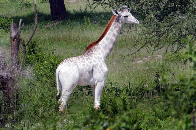 white_giraffe_01