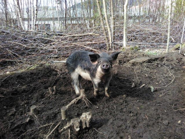 13084109_1065364616832784_668792435_n