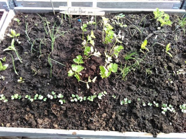 d-18-d-6-img_20160513_094851