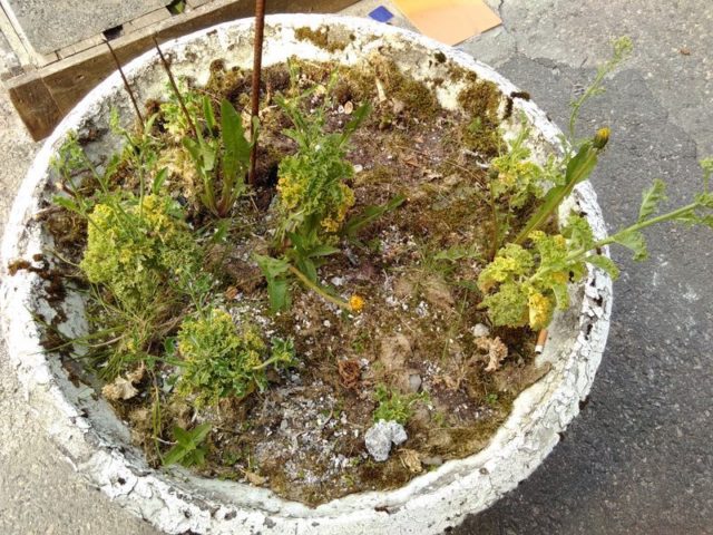 d-29-d-1-img_20160513_095025