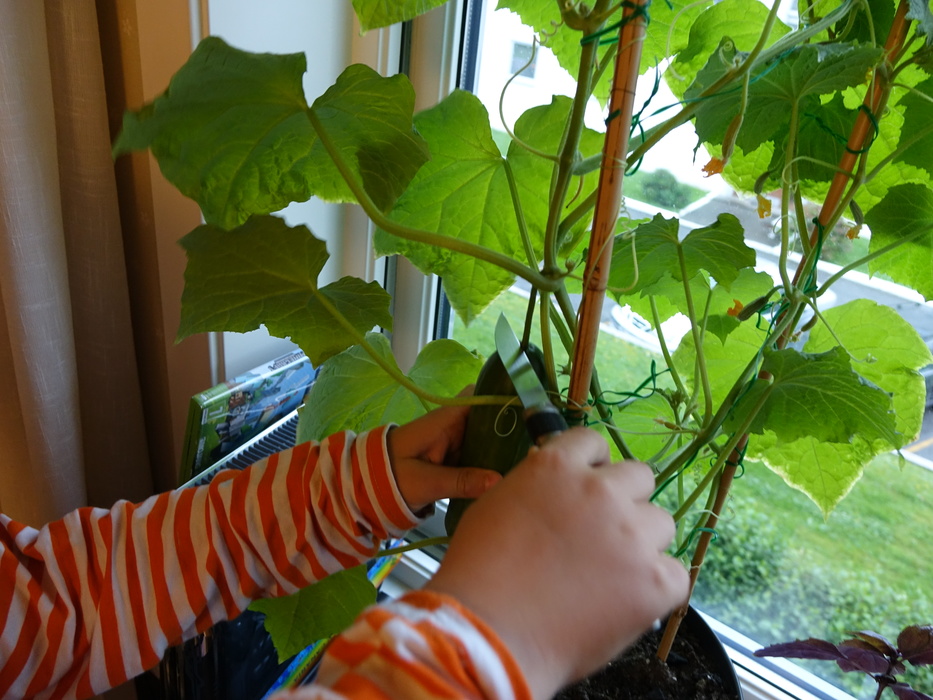 почему сохнут огурцы на подоконнике. балконные огурцы вянут листья. огурцы желтеют листья. вредители огурцов на подоконнике. почему сохнут огурцы на подоконнике.