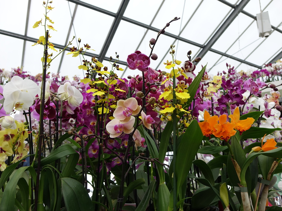 Орхидиум выставка. Орхидиум выставка. Орхидиум выставка. Орхидиум. Орхидиум выставка.