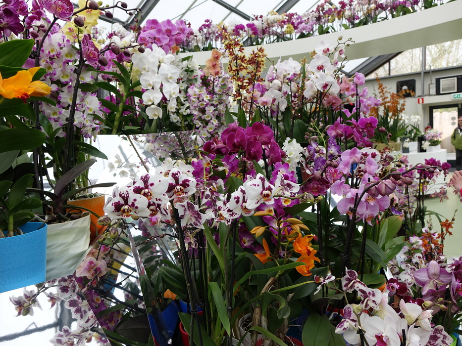 Теплица орхидей в пушкино. Кёкенхоф оранжереи орхидей. Орхидеи на ВДНХ павильон цветоводство. Оранжерея орхидей в Москве. Выставка орхидей в СПБ.