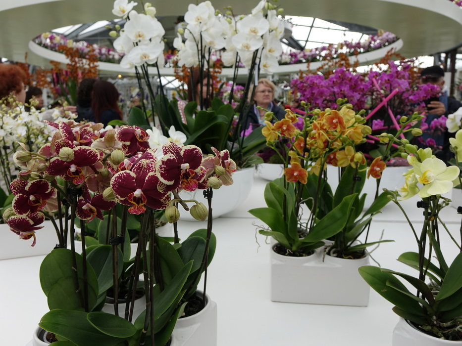 Орхидиум. Орхидиум 2024. Тайвань выставка орхидей. Орхидиум 2024 орхидей в москве выставка. Орхидиум 18 мая.