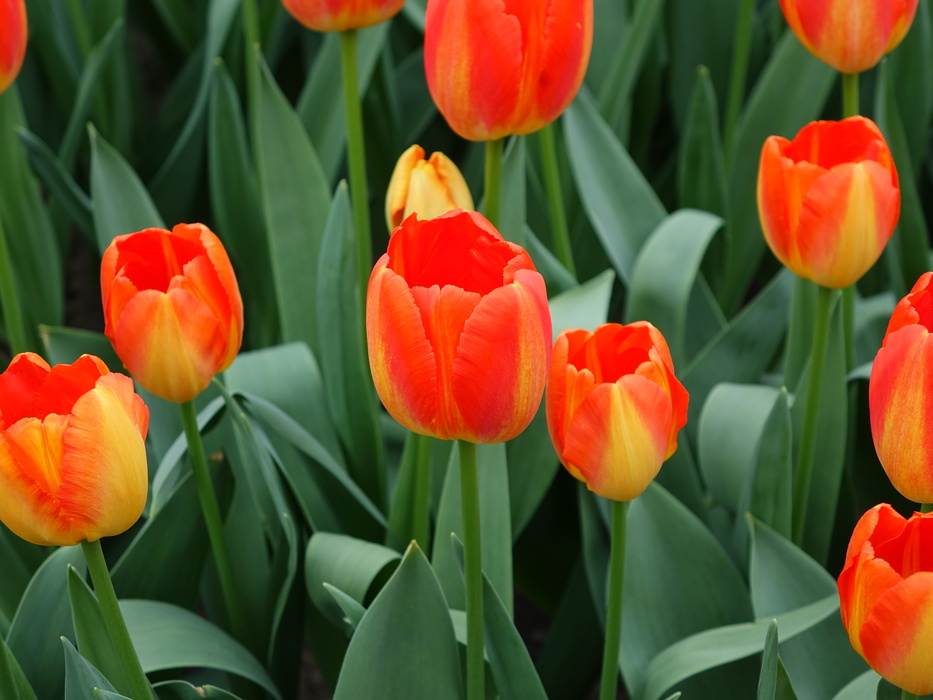 Тюльпан оранж дрим. Тюльпан бургунди бутон. Красные тюльпаны бутоны. Тюльпаны одиночные. Тюльпан циркуит.